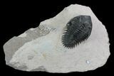 Metacanthina Trilobite - Lghaft, Morocco #128951-2